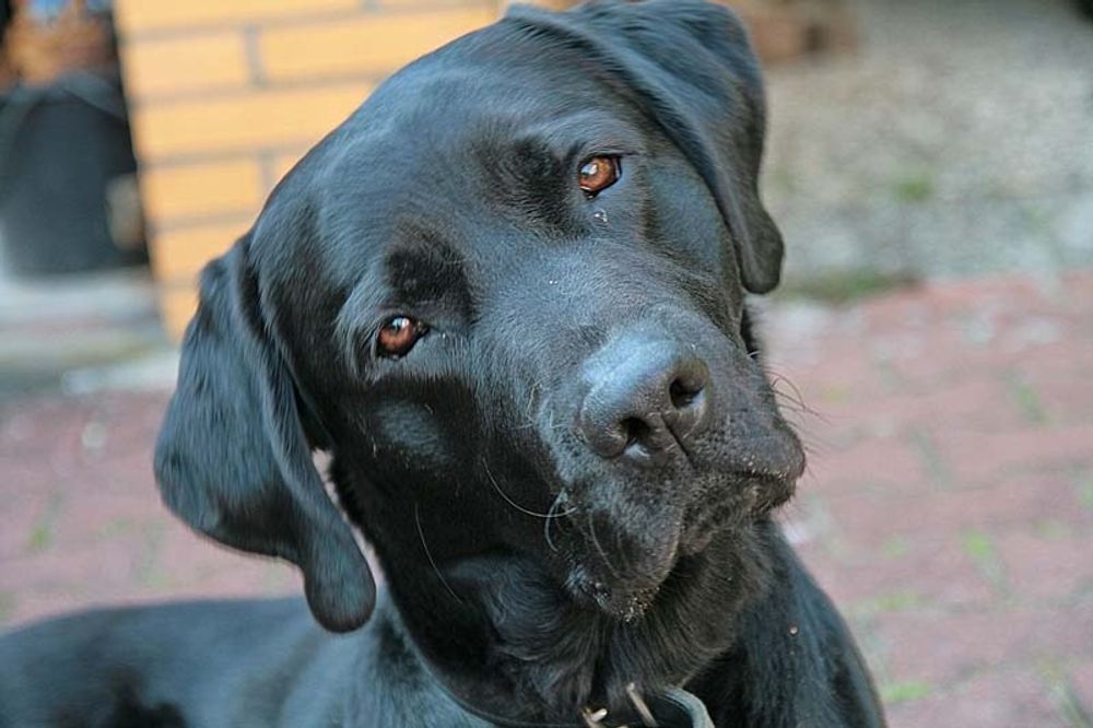 Ledarhunden var av rasen labrador retriever.