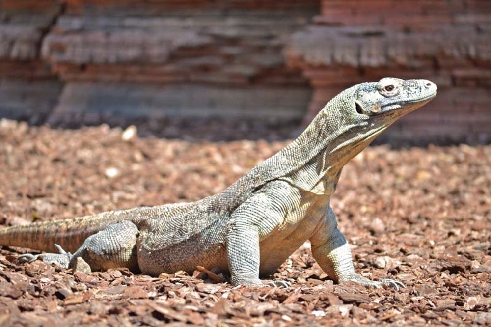 Komodovaraner &auml;r det senaste dragpl&aring;stret i Fuengirolas djurpark. Foto: Bioparc