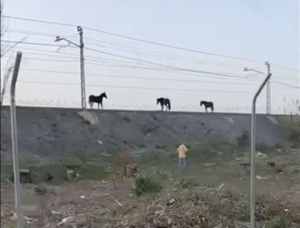 En video som togs f&ouml;re olyckan visar flera mulor p&aring; sp&aring;ren.
