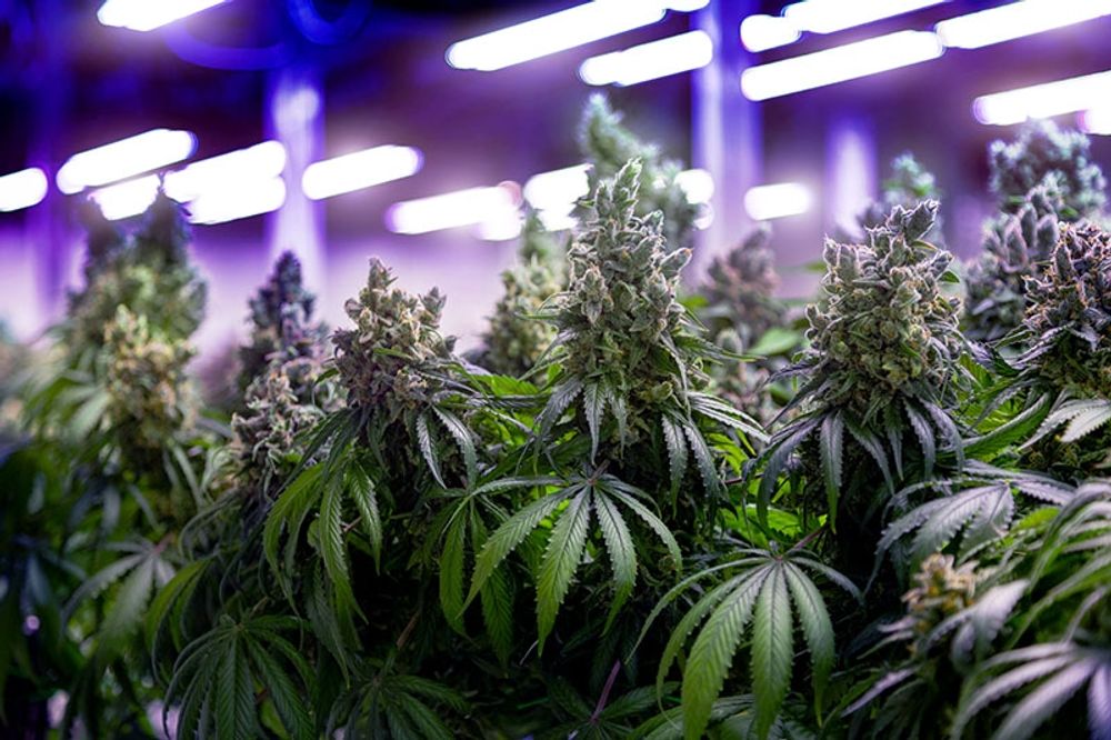 Drygt en tredjedel av den stulna elen anv&auml;nds f&ouml;r att driva odlingar av cannabis.