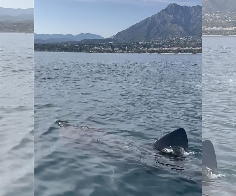Hajen som sk&aring;dats utanf&ouml;r Marbella &auml;r, trots sin omfattning, ofarlig f&ouml;r m&auml;nniskor. Foto: @aquatimemarbella