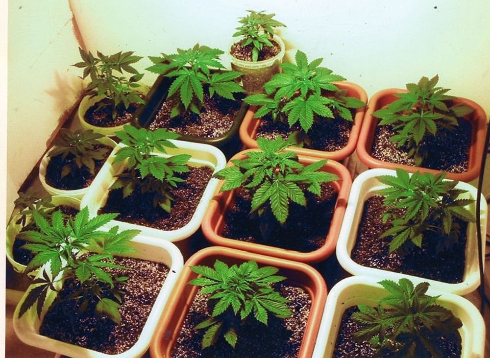 Inte mindre &auml;n 14 000 cannabisplantor odlades i fyra v&auml;xthus i Murciaprovinsen.