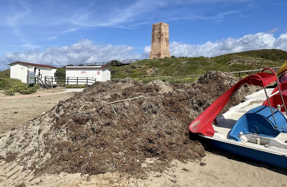 Vid Marbellas str&auml;nder har kommunen samlat in omkring 3.000 ton alger bara under sommarm&aring;naderna.