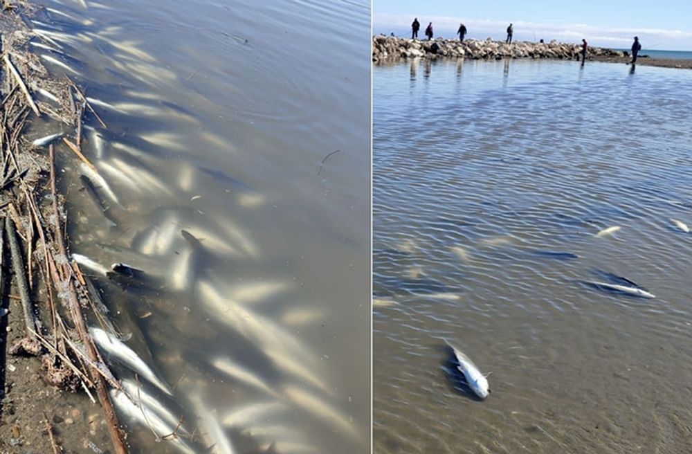 F&ouml;r att tillf&ouml;ra syre till floden gr&auml;vdes ett dike fr&aring;n det n&auml;rliggande strandbrynet. Foton: @AAMM_And/X
