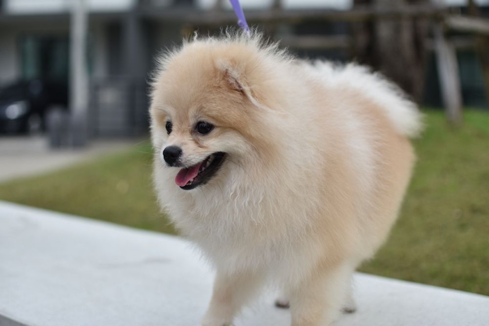 Tio hundar av raserna pomeranian och malteser har befunnits stympade av en uppf&ouml;dare i Granada.