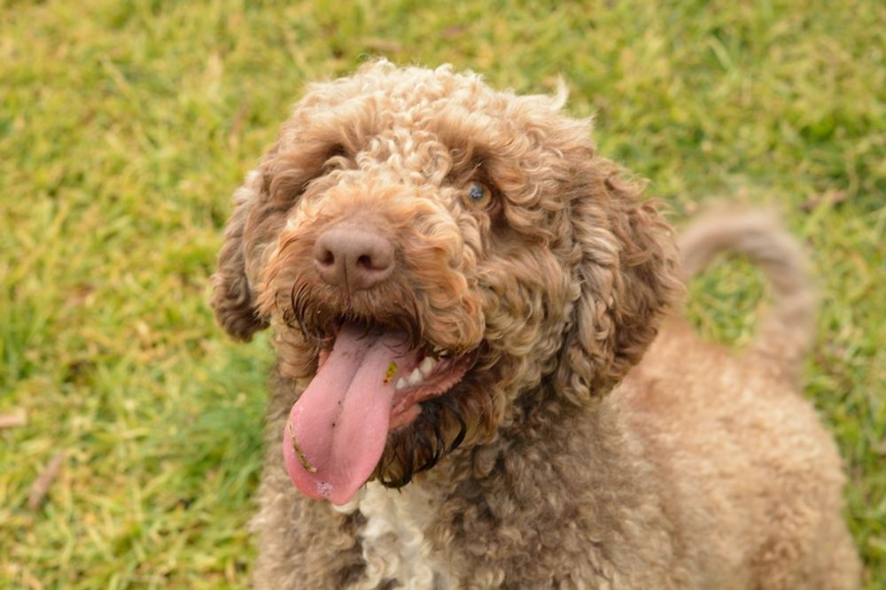 Hunden som misshandlades till d&ouml;ds var av rasen spansk vattenhund.
