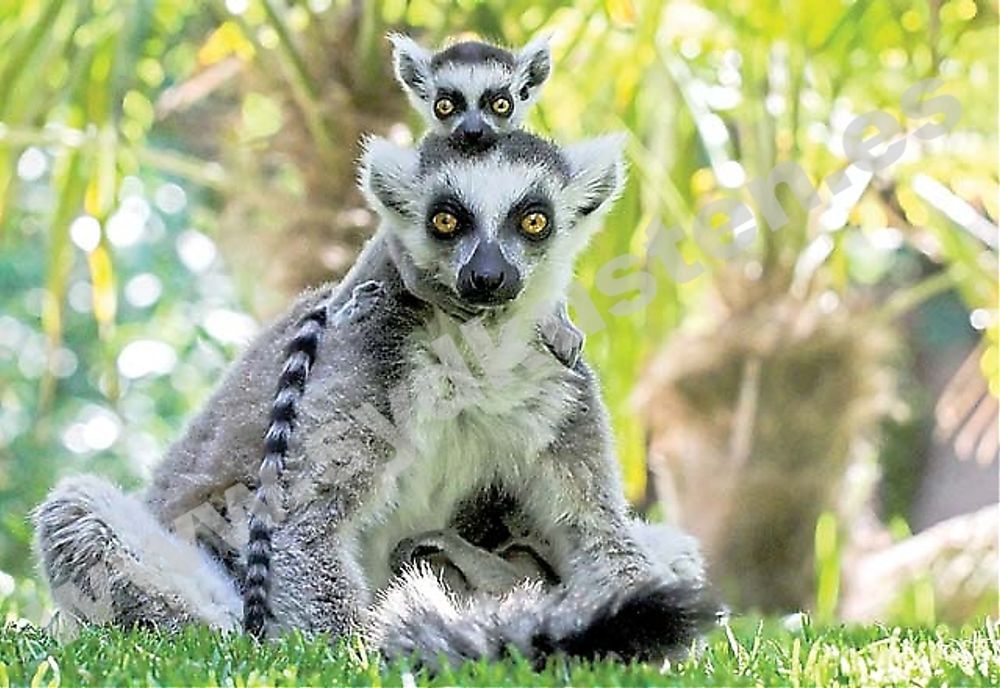 Vinnaren av f&ouml;rstapriset i kategorin Madagaskar blev Stephen Hermida, med detta foto av en lemur med unge.