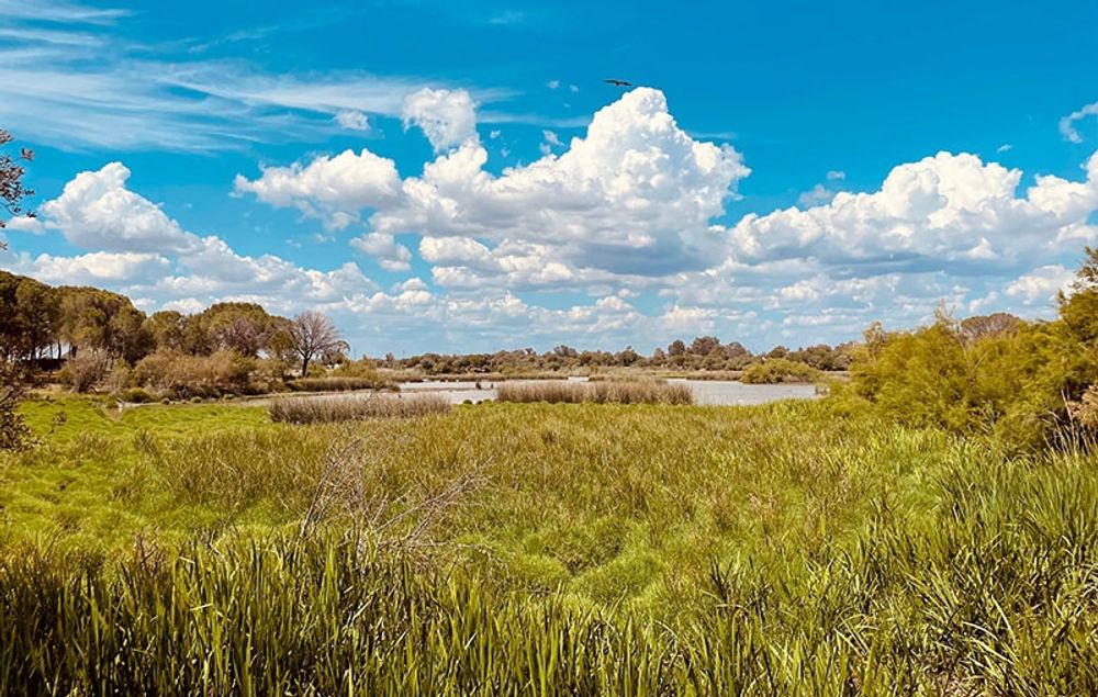 I en granskning av nationalparken Coto de Do&ntilde;ana uppfyllde den endast 34 procent av kriterierna f&ouml;r att f&ouml;rbli p&aring; Internationella naturv&aring;rdsunionens gr&ouml;na lista.