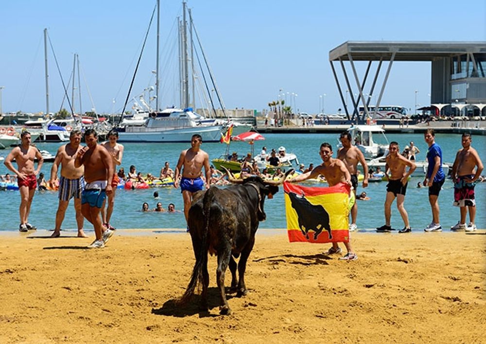 Vid de &aring;rliga festligheterna i Denia (Alicante) stressas kalvar att kasta sig i havet.