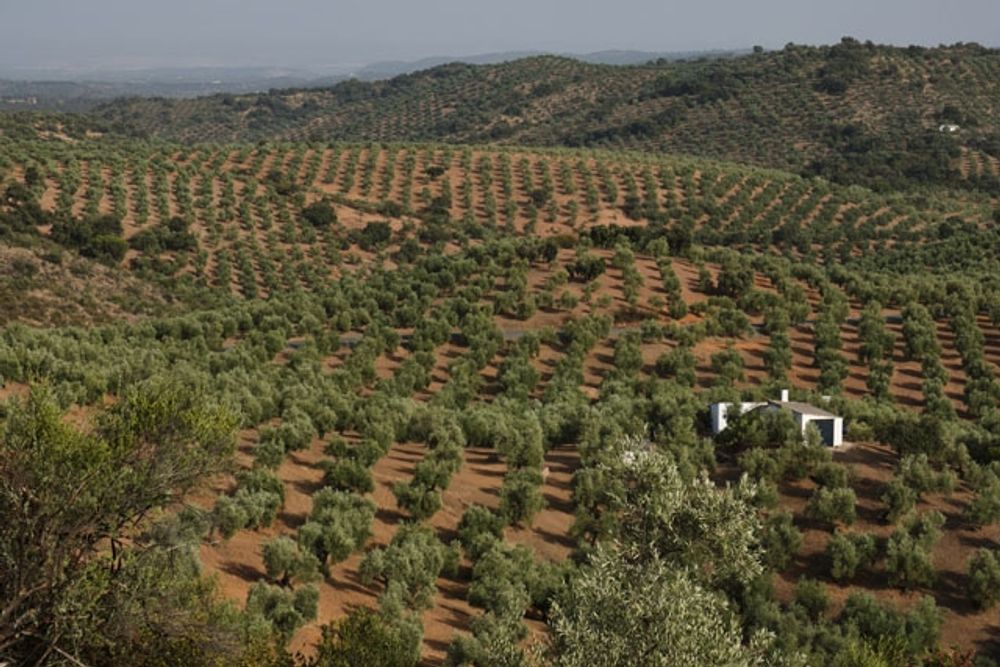 Den nya marklagen i Andalusien f&ouml;renklar byr&aring;kratin men kritiseras f&ouml;r att gynna spekulation och &ouml;vertr&auml;delser.