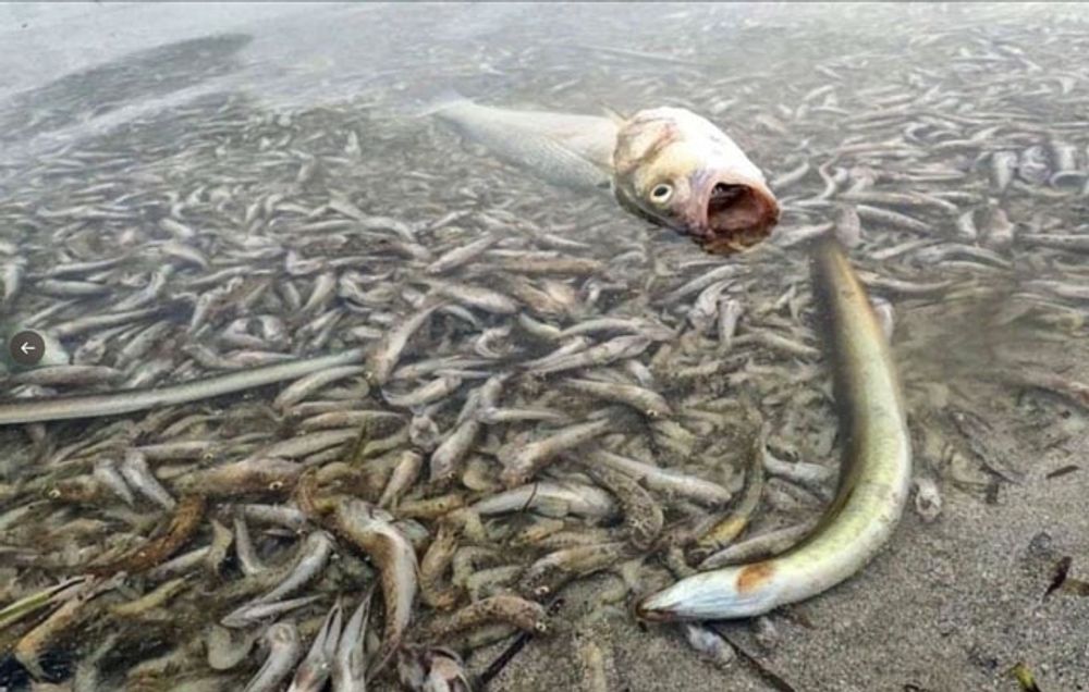 Den senaste fiskd&ouml;den i Mar Menor &auml;r den st&ouml;rsta hittills. I oktober 2019 fick tre ton d&ouml;d fisk b&auml;rgas fr&aring;n str&auml;nderna vid inlandshavet. Foto: Twitter