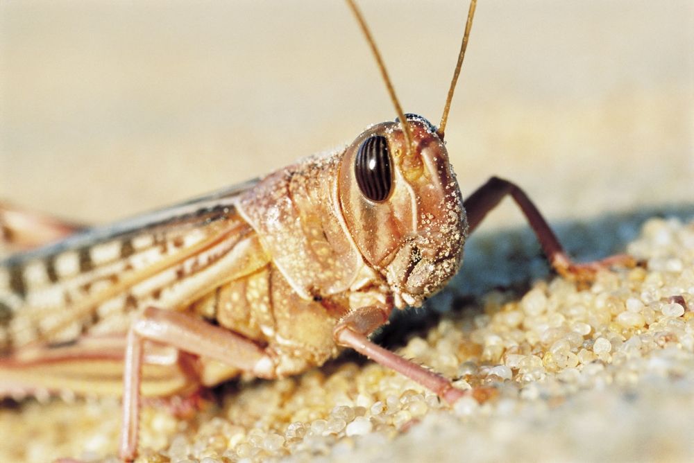 FN-organet FAO klassificerar &ouml;kenvandringsgr&auml;shoppan som "v&auml;rldens mest destruktiva flyttande skadedjur&rdquo;. (Arkivbild)