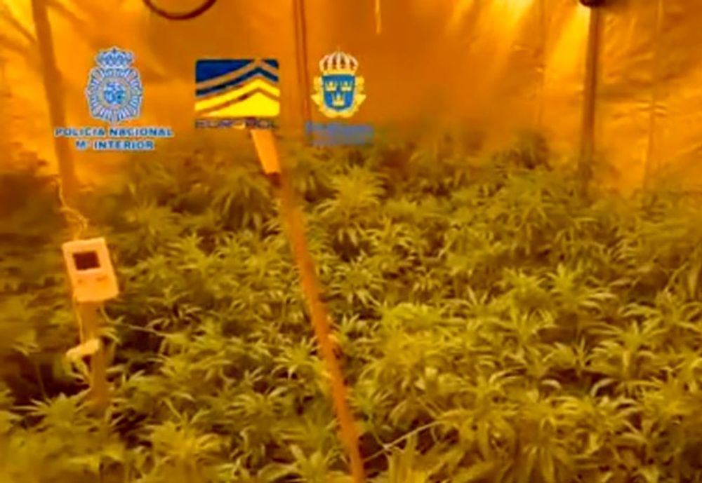 I Alicanteprovinsen uppt&auml;cktes en inomhusodling med marijuana. Foto: Polisen
