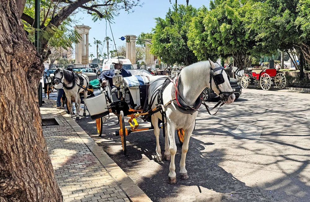 Flera av de &auml;ldre h&auml;starna som tidigare drog turistvagnar i M&aacute;laga lider av fysiska skador och psykologiska trauman, men har nu placerats p&aring; en g&aring;rd d&auml;r de f&aring;r avsluta livet i trygghet.