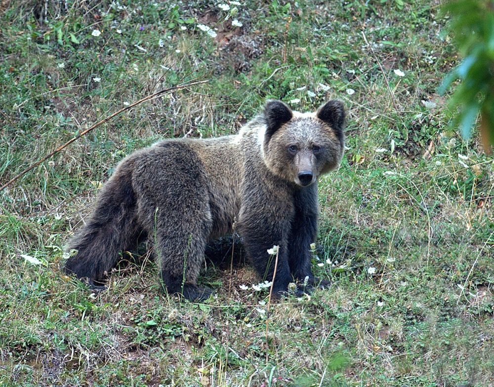 Stammen av den kantabriska vildbj&ouml;rnen, <i>Ursus arctos arctos</i>, har &ouml;kat kraftigt i Asturien. (Arkivbild)