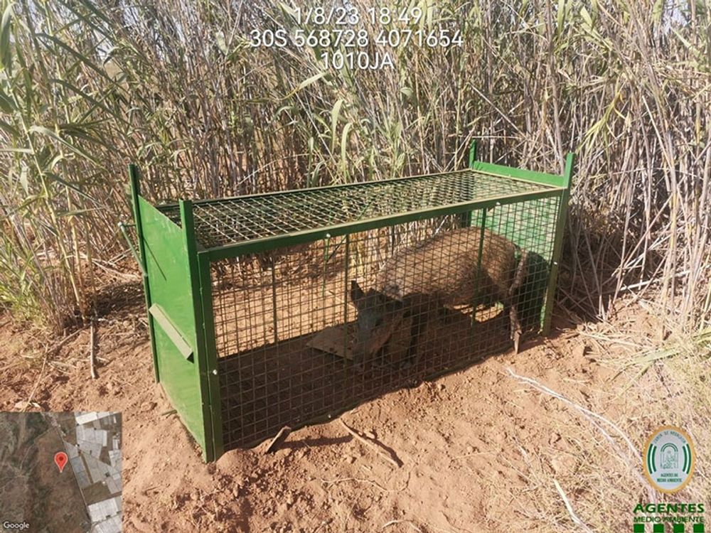 De hittills &rdquo;mjuka&rdquo; &aring;tg&auml;rderna mot de allt mer n&auml;rg&aring;ngna vildsvinen har inte haft avsedd effekt. Foto: Junta de Andaluc&iacute;a