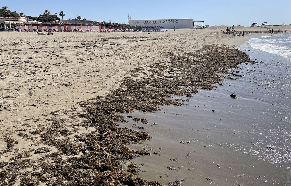 Invasionsalgerna &auml;r ett allt st&ouml;rre gissel f&ouml;r kustkommuner som Marbella.