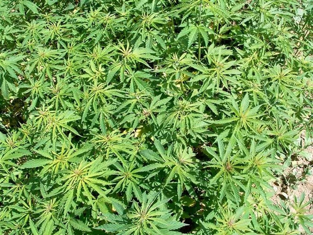 Den uppt&auml;ckta tomten hade 75 000 cannabis-plantor.