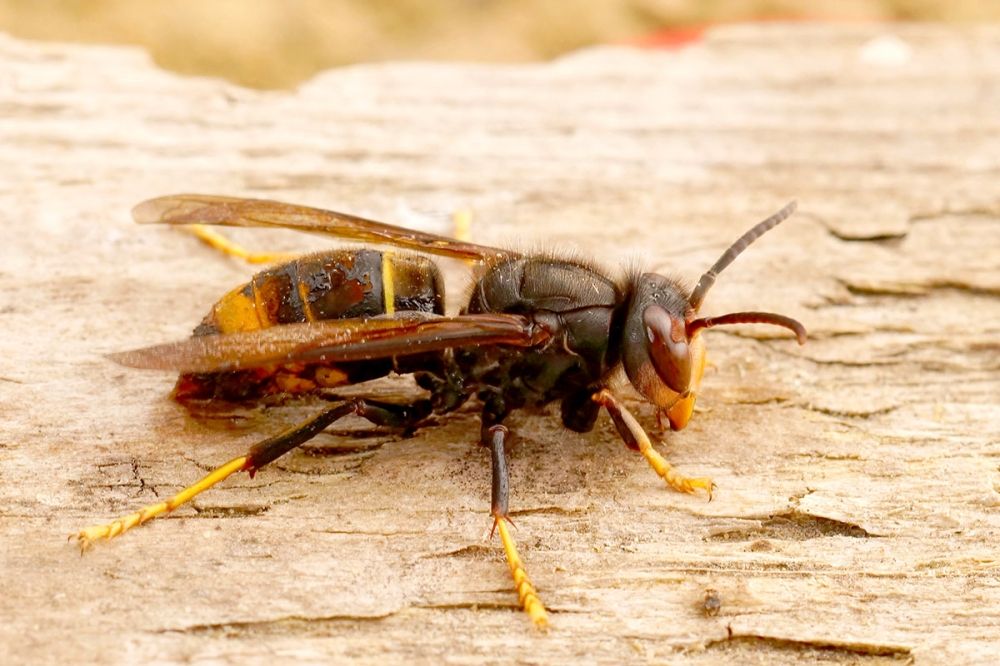 Flera d&ouml;dsfall orsakade av den asiatiska b&aring;lgetingen har intr&auml;ffat under h&ouml;sten i Spanien.