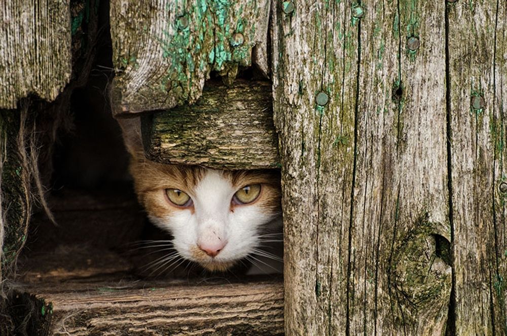 Den nya lagen v&auml;rnar ytterligare om husdjurens v&auml;lbefinnande, men fastst&auml;ller ocks&aring; att l&ouml;sdrivande katter ska steriliseras.