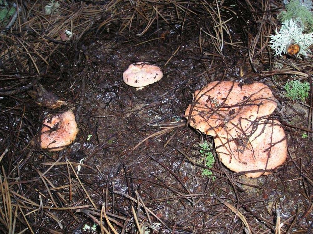Offret letade efter riskor n&auml;r han tr&auml;ffades av ett skott som avfyrades av en j&auml;gare.