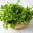 Watercress