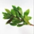 Bay leaf