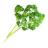 Fresh parsley