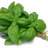 Basil