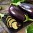 Aubergine