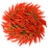 Red chilli