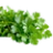 Fresh coriander