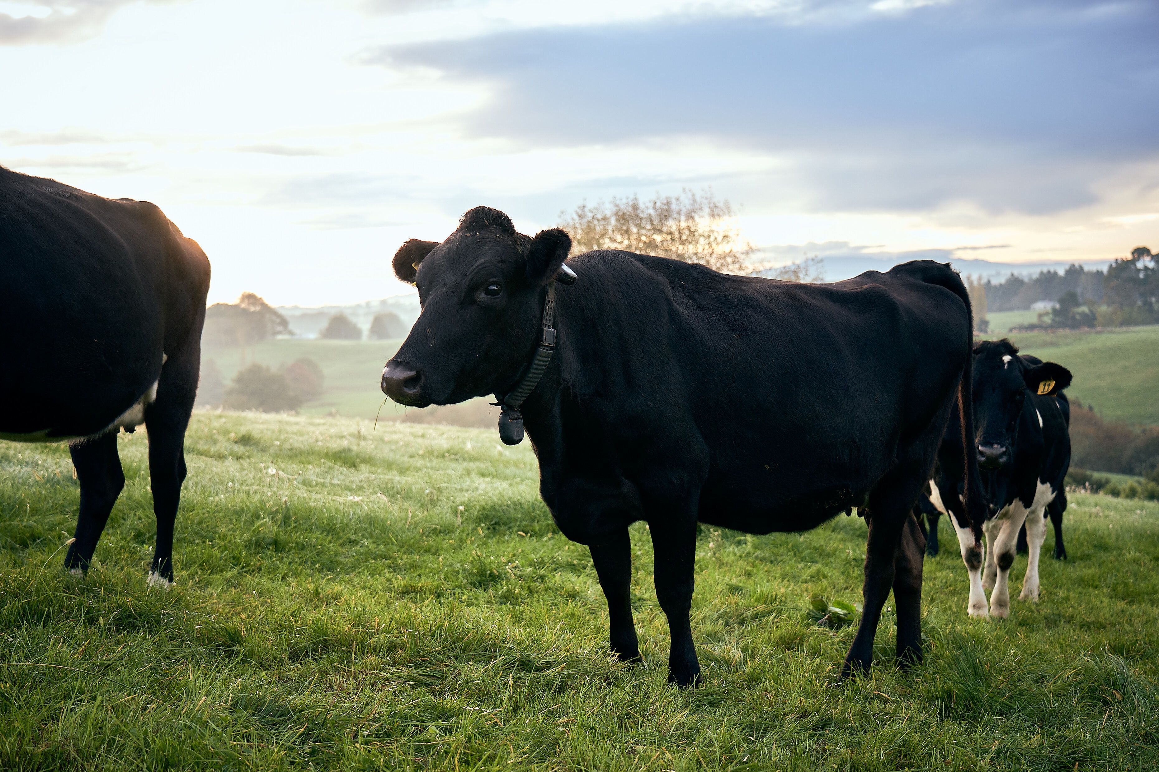 Vache équipée d’un collier de clôture virtuelle Halter dans un pâturage en Nouvelle-Zélande.