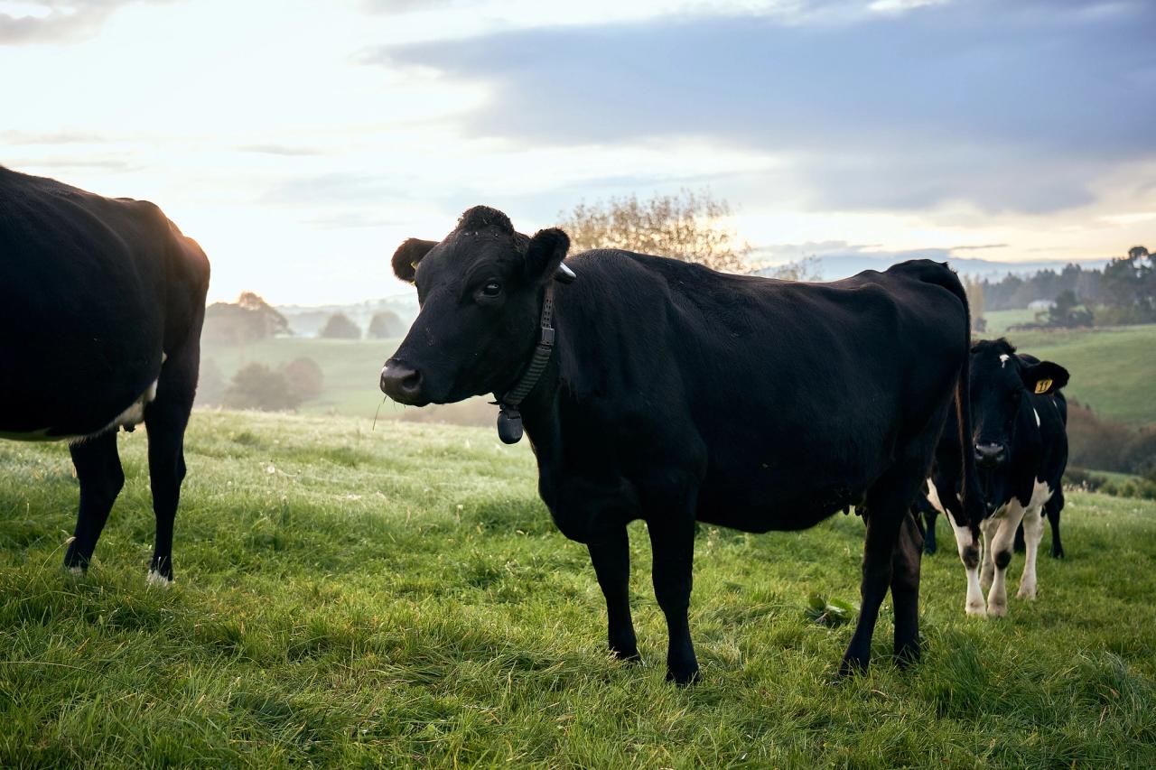 Vache équipée d’un collier de clôture virtuelle Halter dans un pâturage en Nouvelle-Zélande.