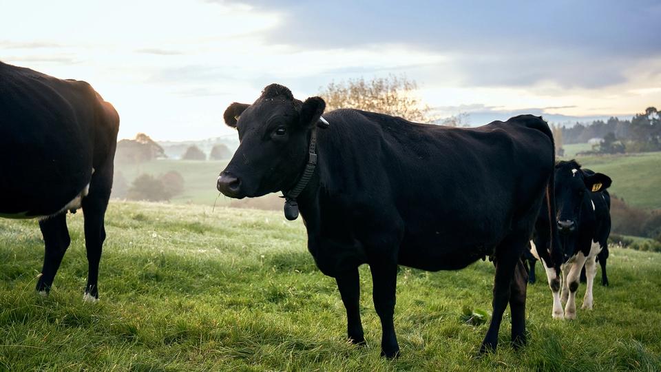Vache équipée d’un collier de clôture virtuelle Halter dans un pâturage en Nouvelle-Zélande.