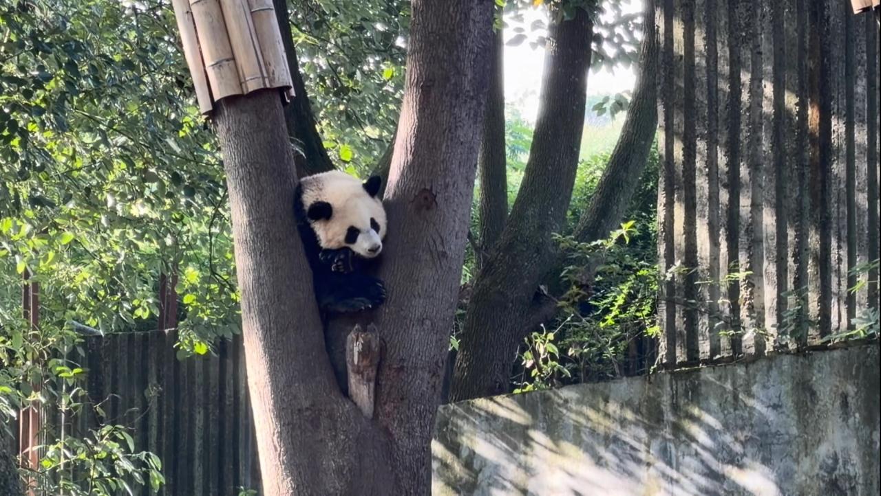 Univers graphique et personnage panda Bamboocub photographié à Chengdu.