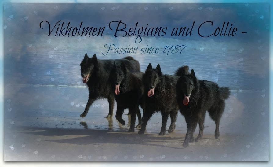 Our Dogs