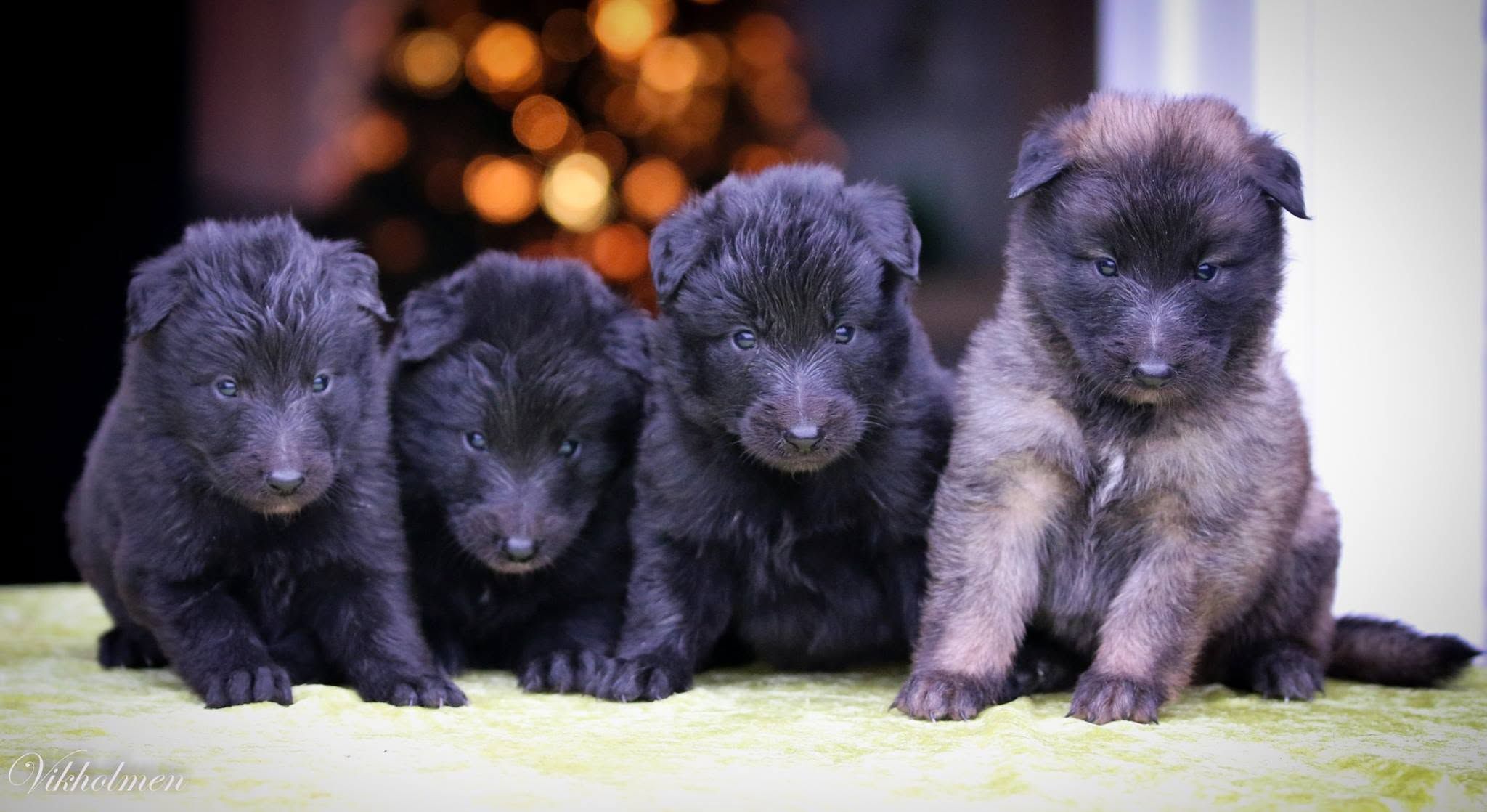 Our Litters