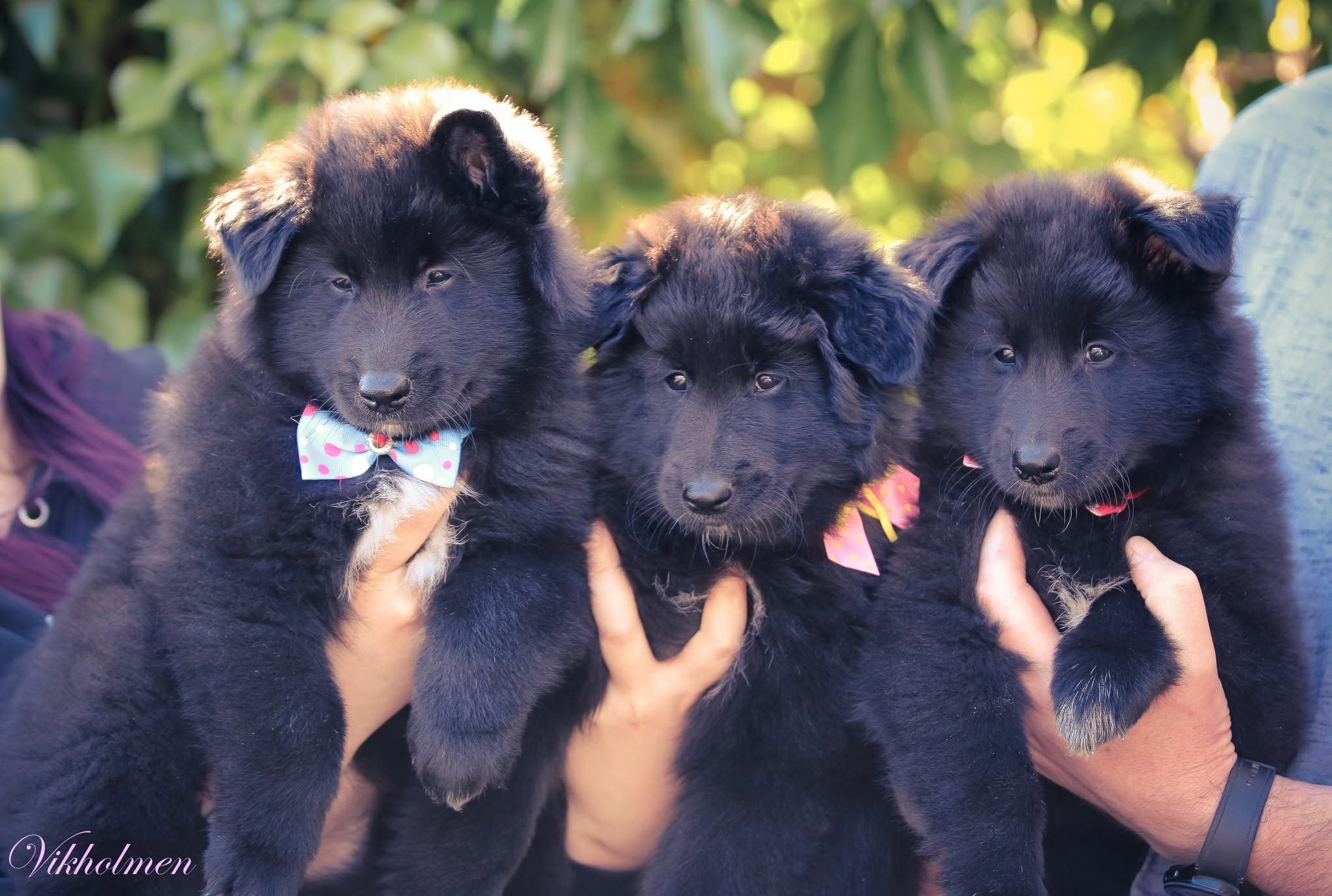 Available Puppies