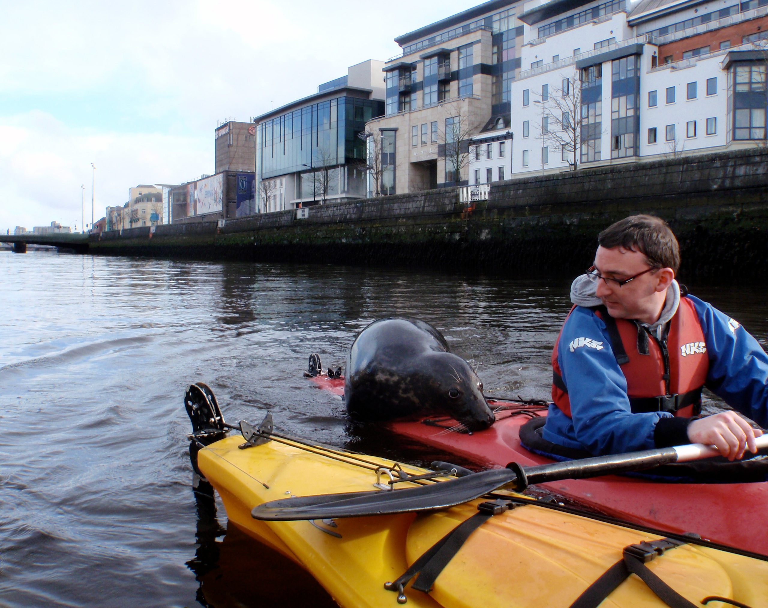 Seal in Cork City.