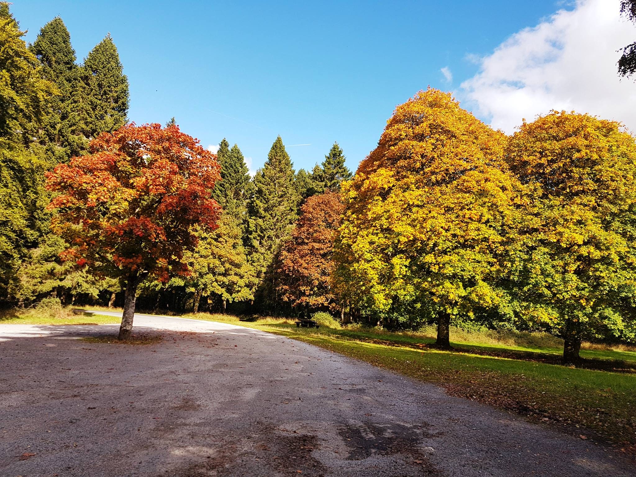 portumna forest park