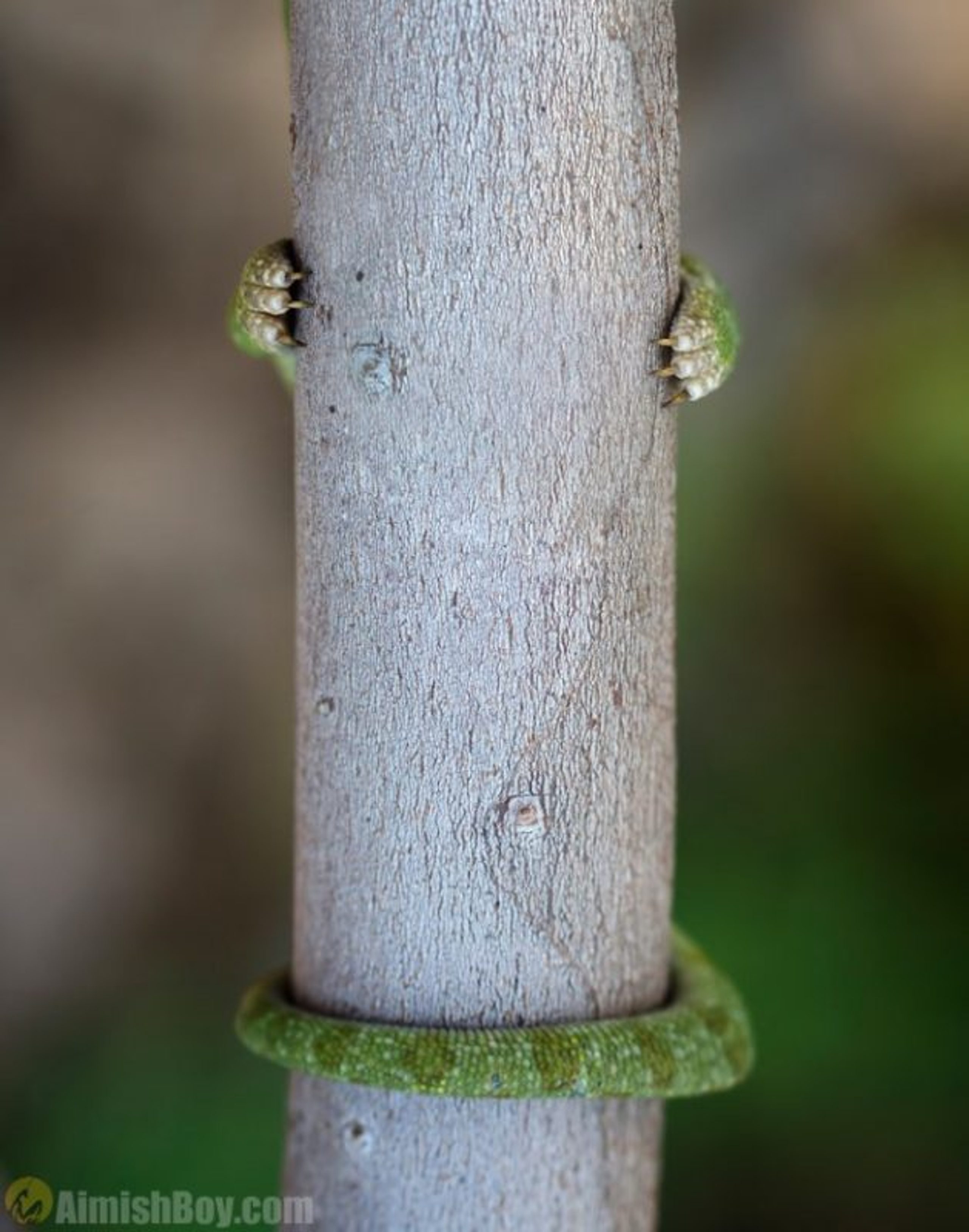 Nadav Bagim (Israel) © ‘Hide and Seek’