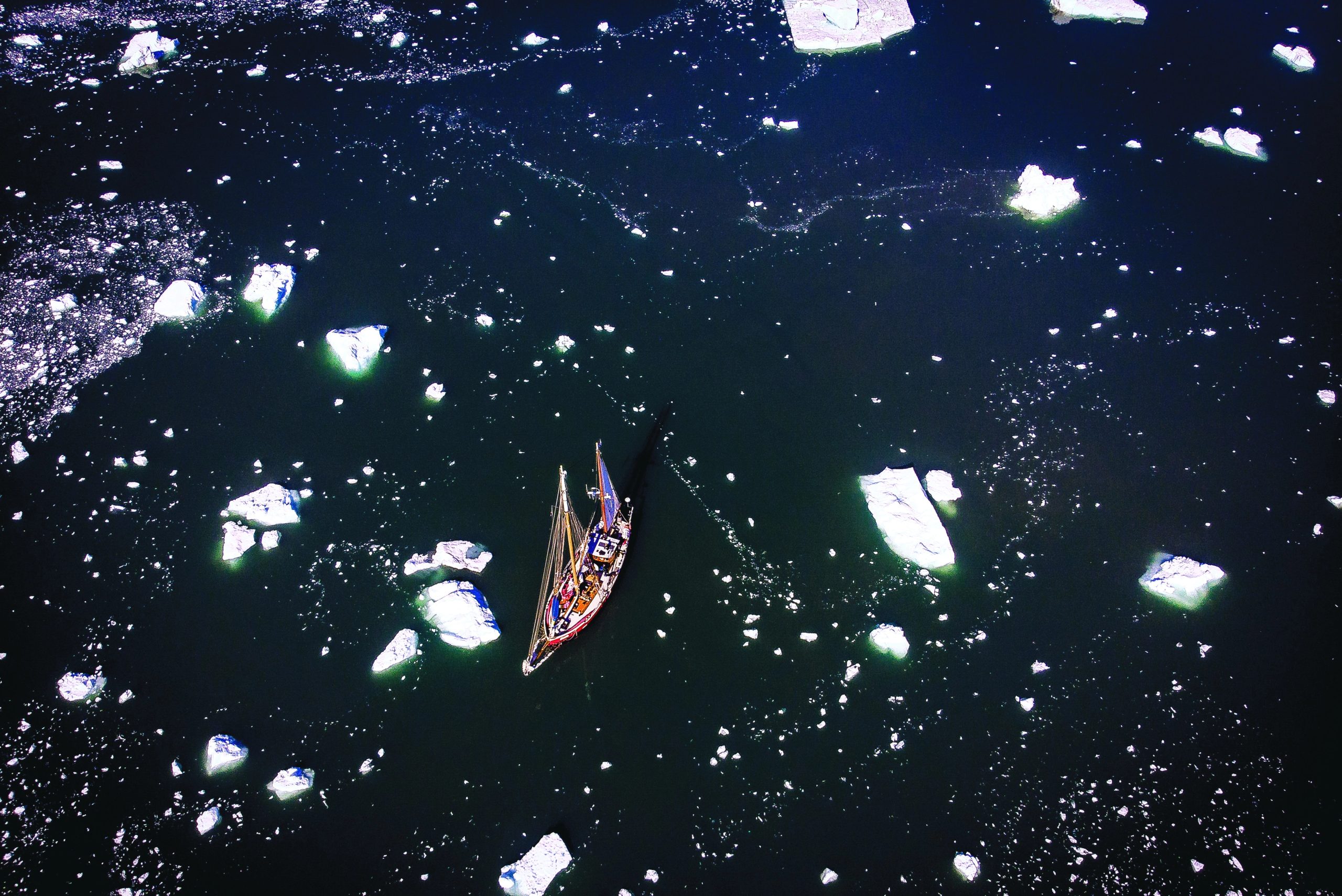 Arctic Polar Bears