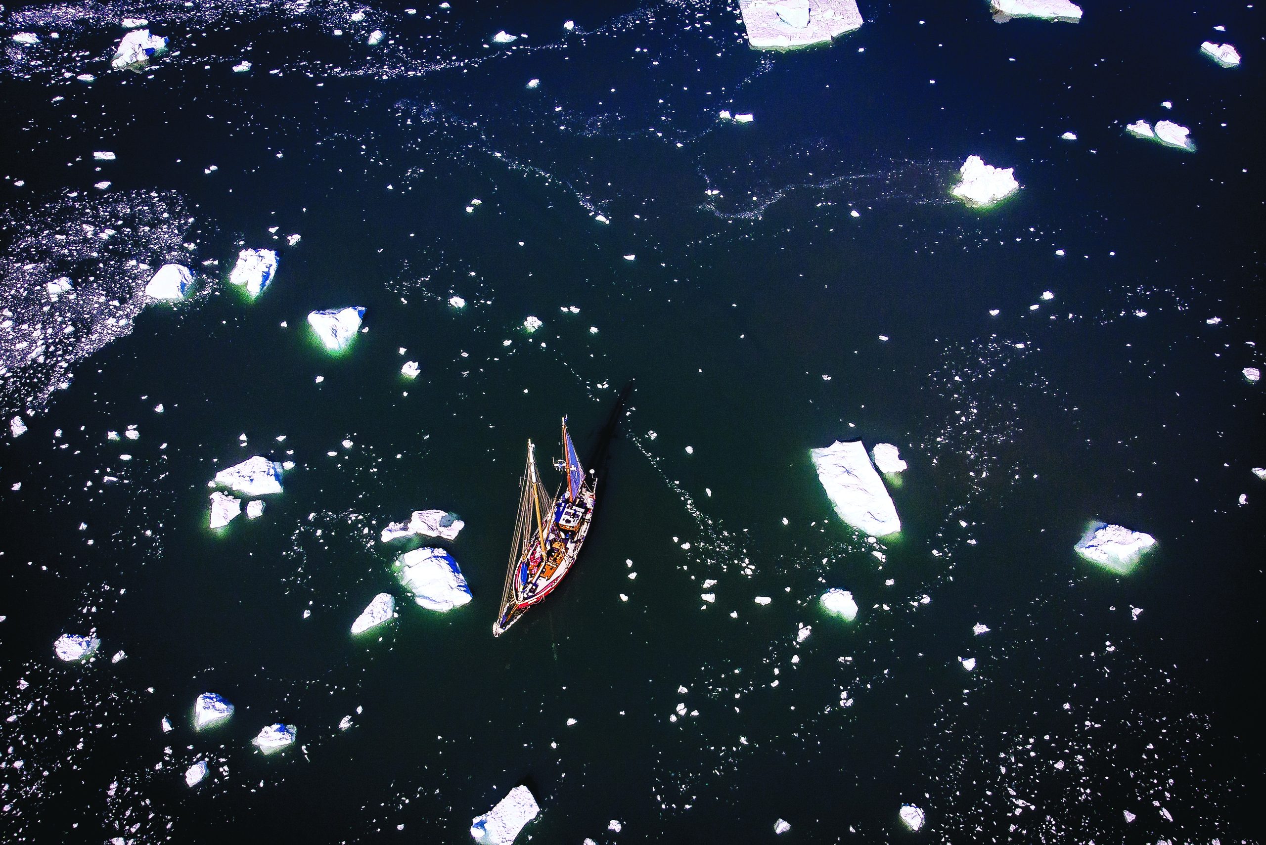 Arctic Polar Bears