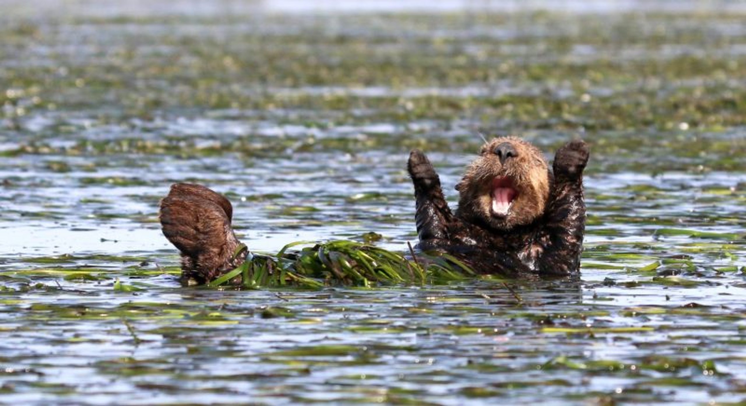 Penny Palmer United States ‘Cheering sea otter’