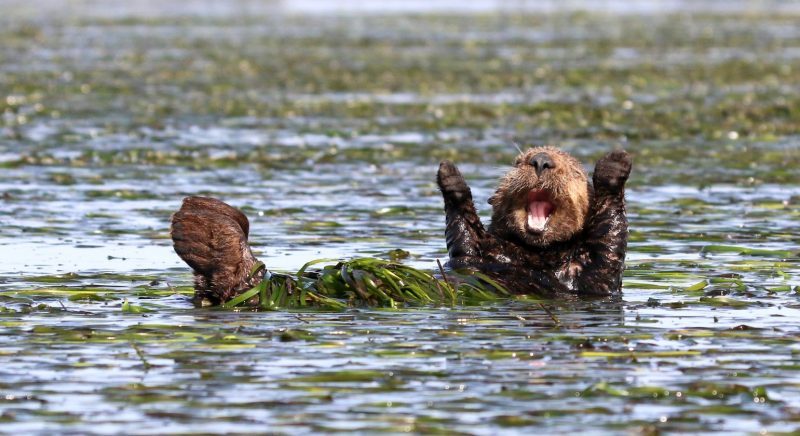 Penny Palmer United States ‘Cheering sea otter’