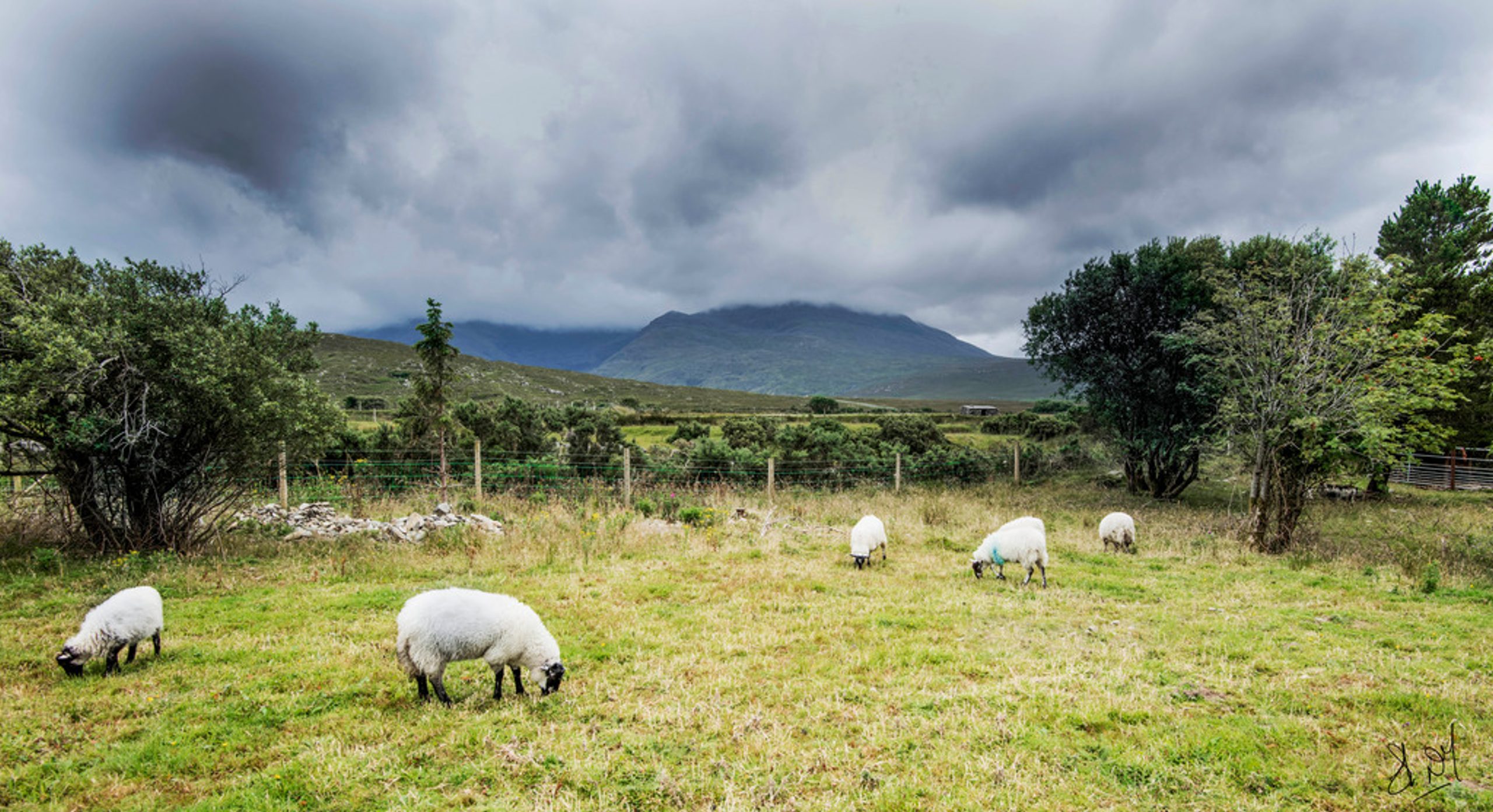 wild atlantic way run