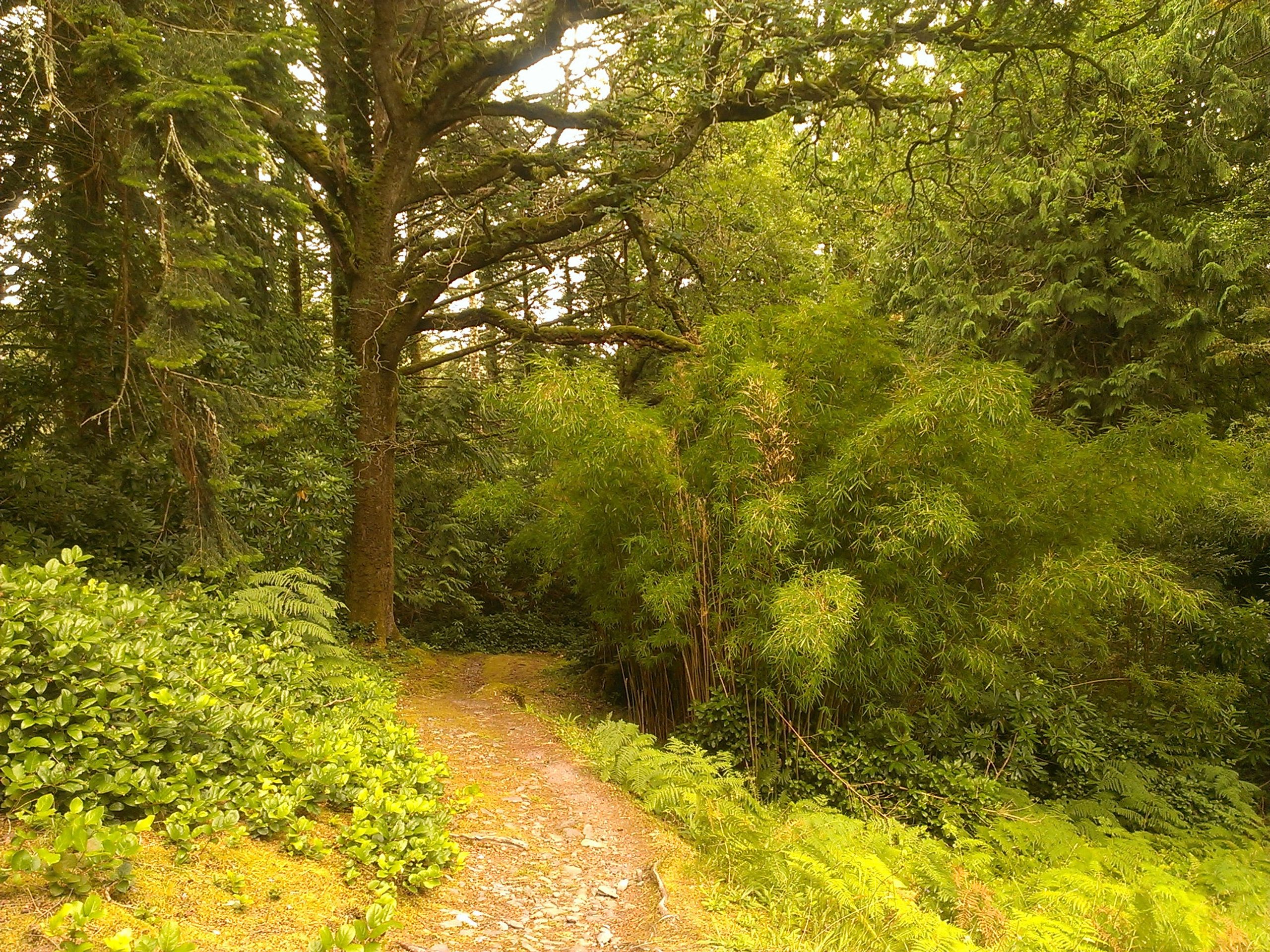derreen gardens kenmare