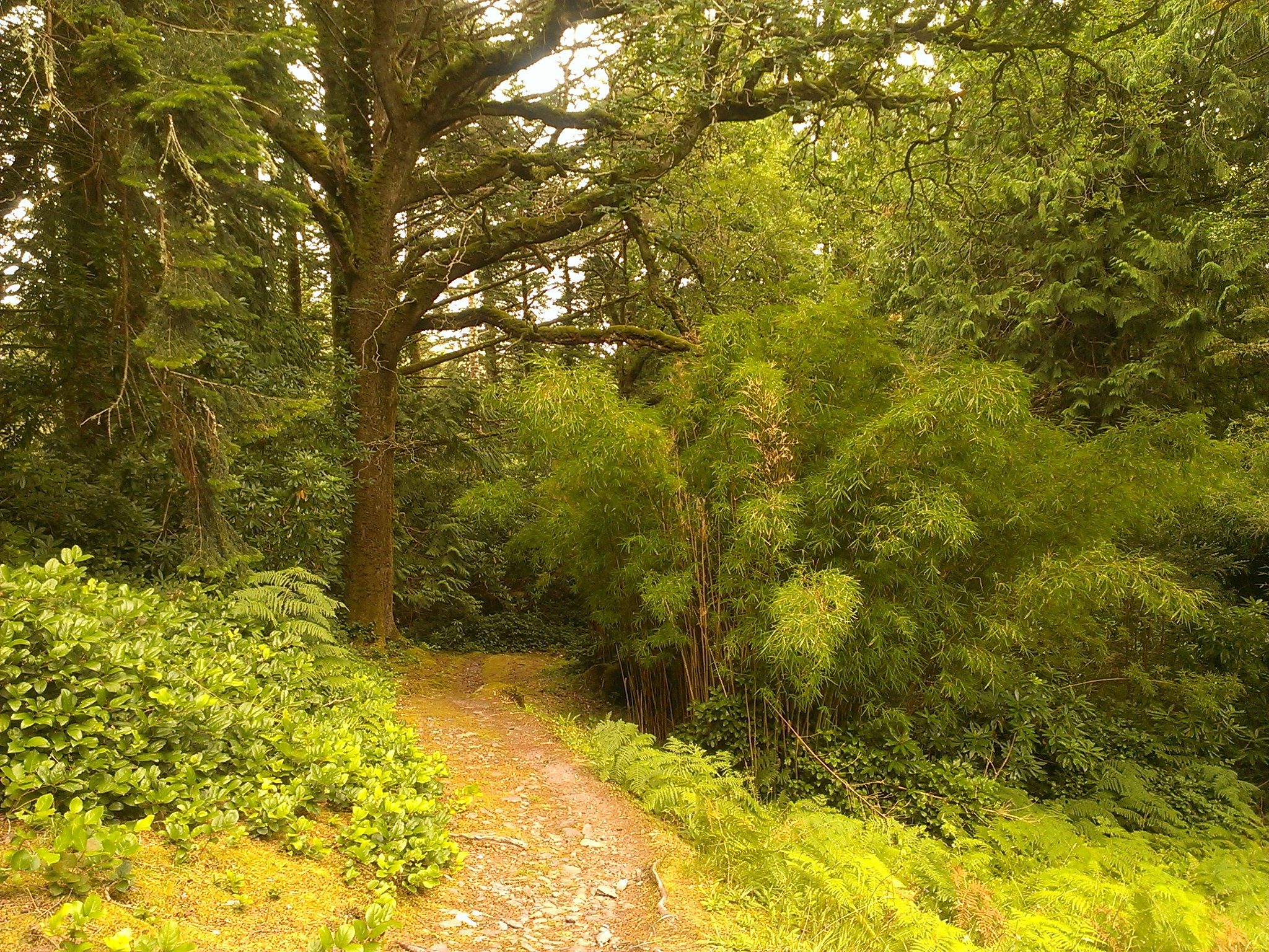 derreen gardens kenmare