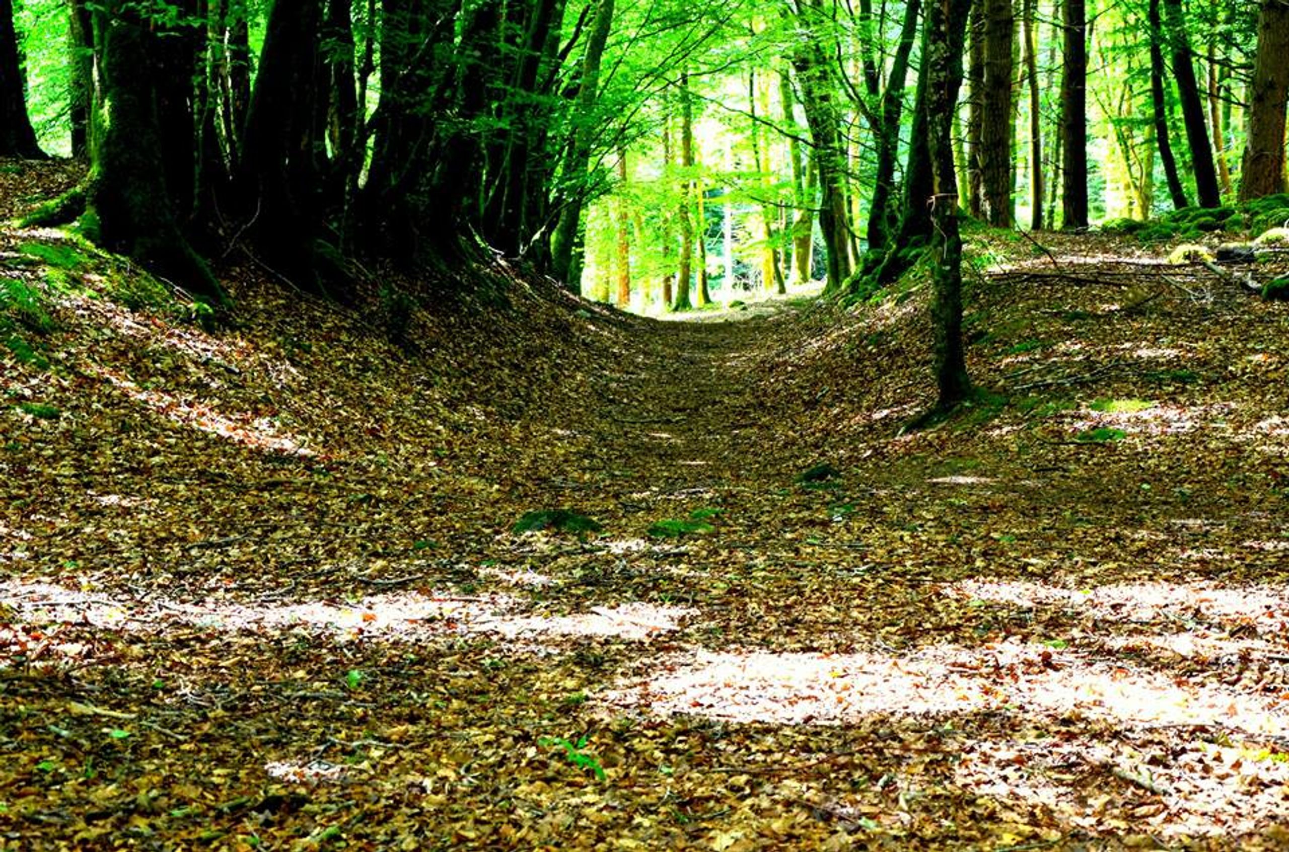 Buggy Friendly Walks 